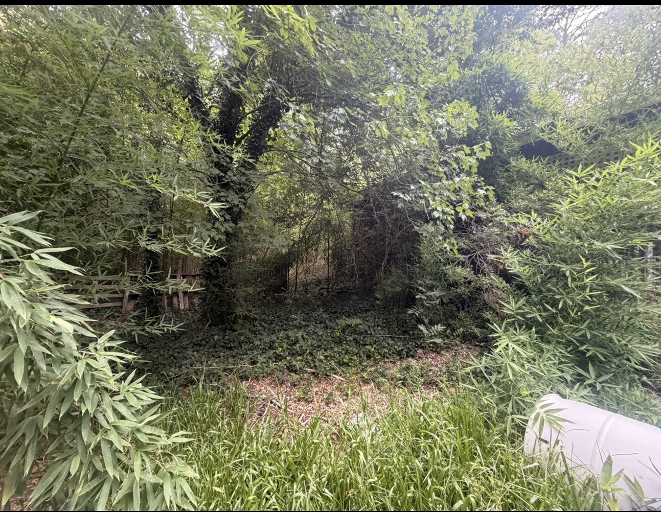 Overgrown yard before brush clearing